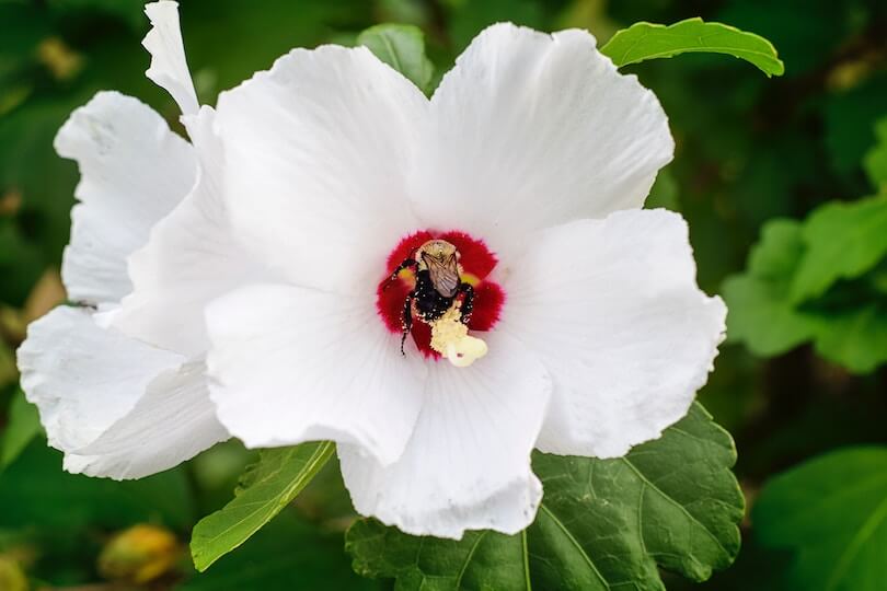 blutdrucksenkende-lebensmittel-hibiskus