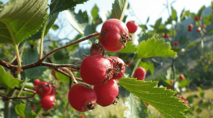 high-blood-pressure-diet-hawthorn